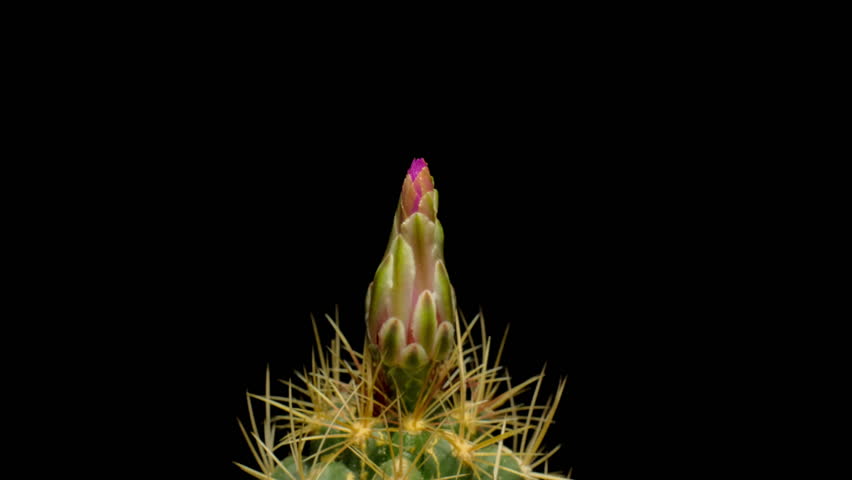 Time lapse video of cactus flower plant, in the style of black background.
