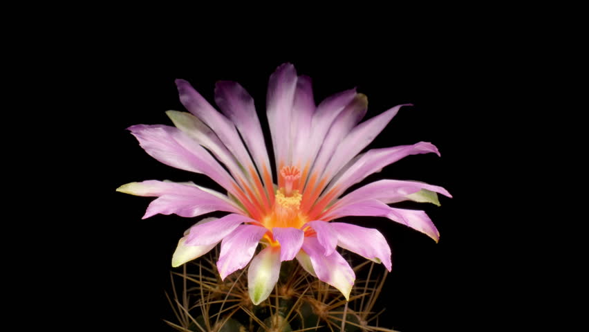 Time lapse video of cactus flower plant, in the style of black background.