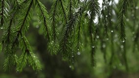 Spruce branch in forest after rain. Drops of water at ends of fir tree needles. Blurred green background - Powered by Shutterstock - Get 15% off with code: PIKWIZARD15