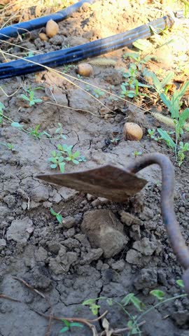 Work in the garden. Weeding a plot of land with a hand hoe. Close-up