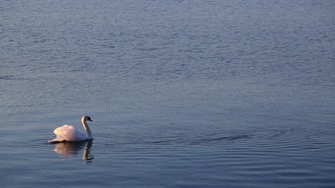Swan cleaning itself in Lake Geneva, Switzerland.
