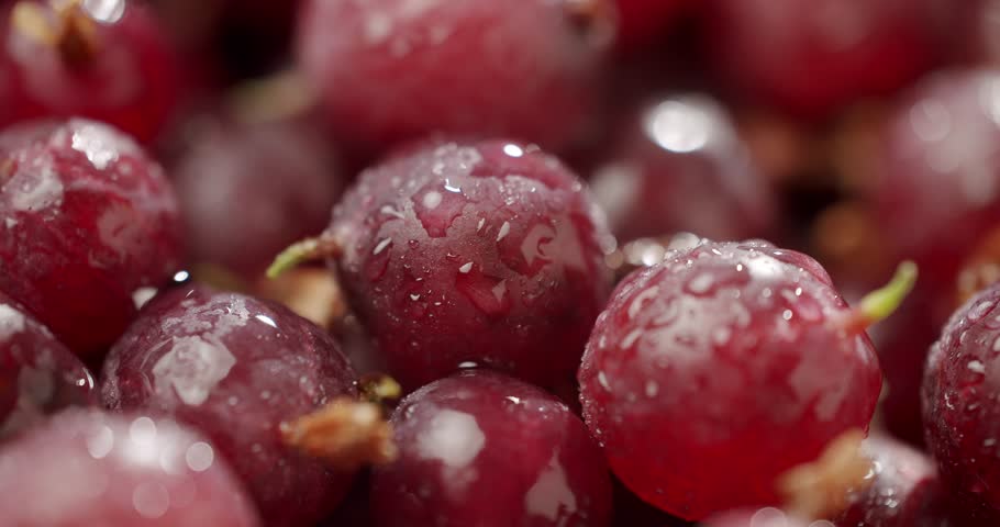 Detailed close-up of fresh red grapes glistening with water droplets, highlighting their juicy texture and vibrant color. Perfect for themes of freshness, nutrition, healthy eating. Red Gooseberries