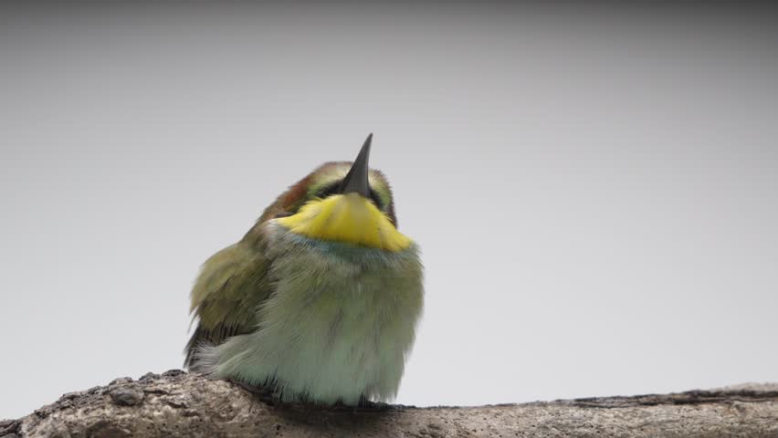 Stroking a European bee-eater Merops Apiaster.
