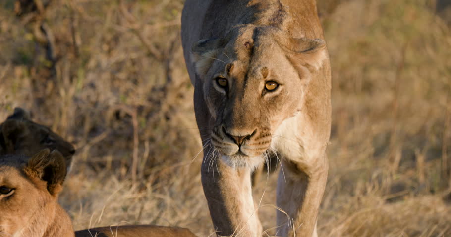 Close-up. Lioness walking baring teeth and snarling at cubs trying to play with her