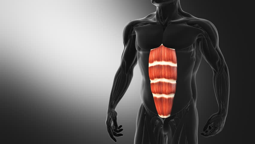 Anatomy of the abdominal Muscles