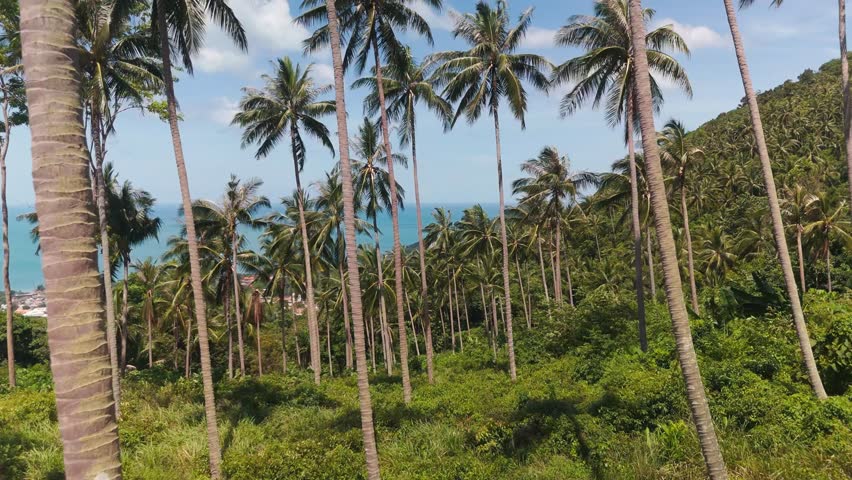 Aerial view of tropical forest with palm trees on island majestic nature tropical landscapes lush green palms. Drone footage captures tropical jungle with palm trees on island grandeur of nature.