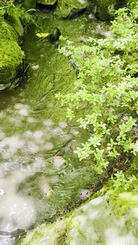 Portland Japanese Garden is a traditional Japanese-style garden in Portland, Oregon, USA. Pond. Creek.
