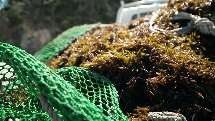 Hijikia, freshly harvested seaweed on a fishing boat
