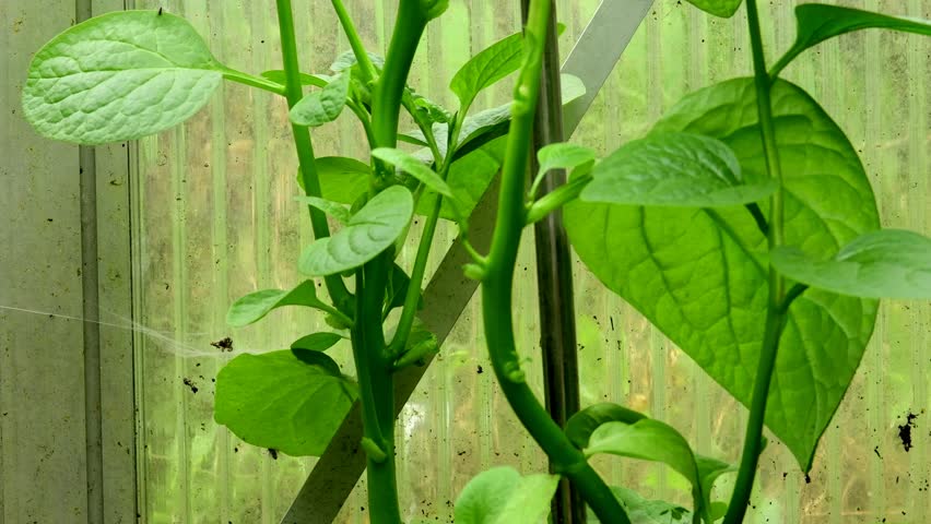 Malabar spinach in a greenhouse in summer with camera drive up and down
