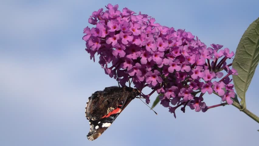 Red Admiral butterfly (Vanessa atalanta) feeding on buddleia. August, Kent, UK [Slow motion x10] 