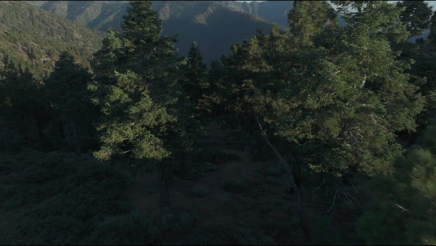 Aerial view of a forest area with a mountain range in the distance, located in California, USA, emphasizing natural beauty and expansive landscapes.