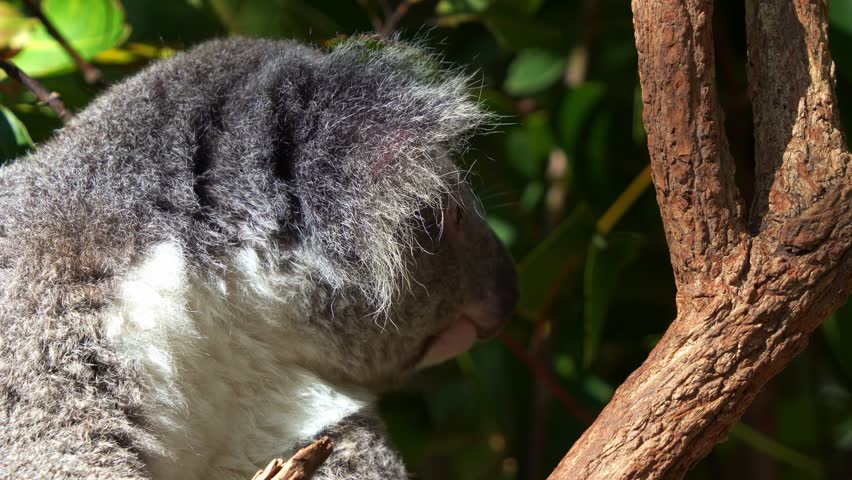 A sleepy chubby koala (phascolarctos cinereus) falling asleep on the fork of the tree, close up shot.