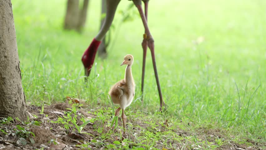 Eastern Sarus Crane and baby (Grus antigone sharpii)conservation birds in Thailand  looking for food.