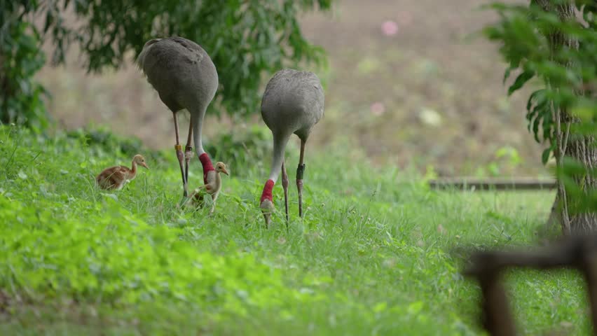 Eastern Sarus Crane and baby (Grus antigone sharpii)conservation birds in Thailand  looking for food.