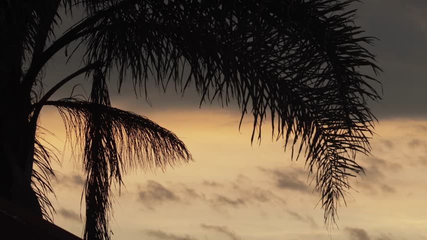 Palm Tree Silohuette With Big Clouds During Sunset Australia Gippsland Victoria Maffra