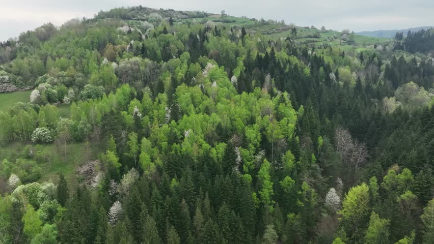 Blooming forest trees in Beskid mountains, Poland aerial view