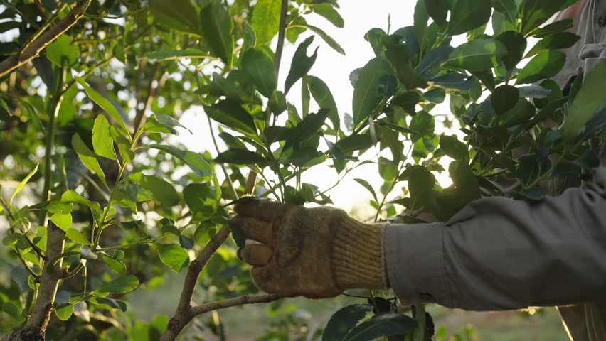 Farmer works on organic plantation of yerba mate trees. Sustainable agribusiness. Argentina. Close-up.