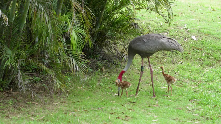 Eastern Sarus Crane and baby (Grus antigone sharpii)conservation birds in Thailand  looking for food.