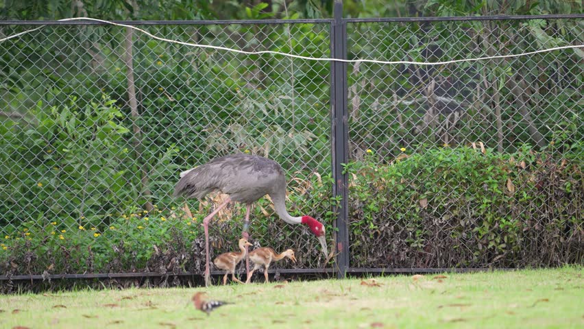Eastern Sarus Crane and baby (Grus antigone sharpii)conservation birds in Thailand  looking for food.