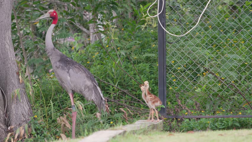 Eastern Sarus Crane and baby (Grus antigone sharpii)conservation birds in Thailand  looking for food.