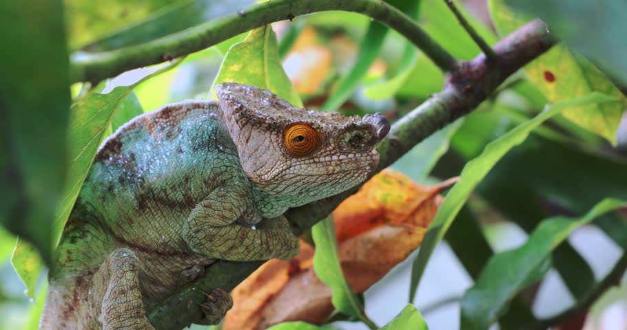 Large Colored Madagascar Chameleon, Close-Up