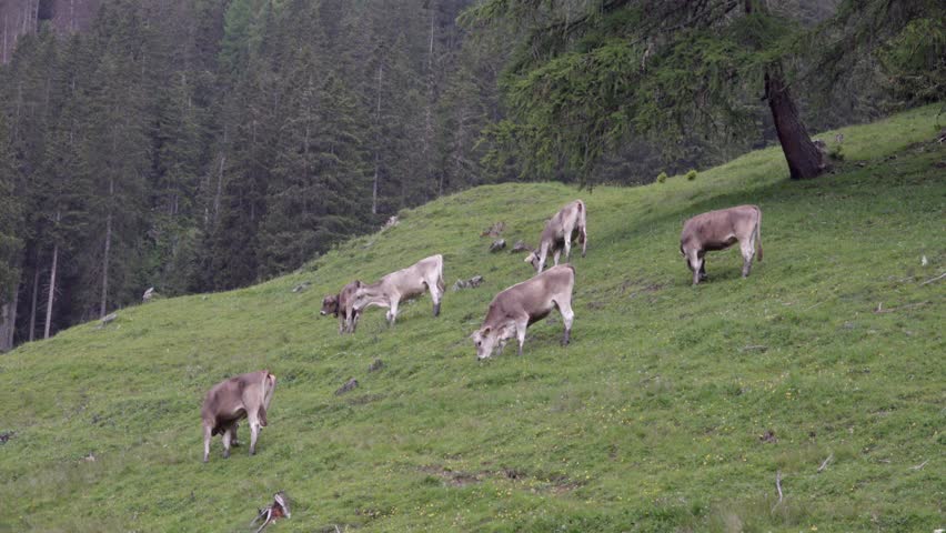 Grazing cows stand on a slope in a pasture meadow surrounded by trees