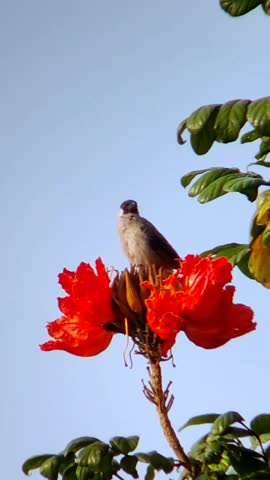 birds are sunbathing on the tops of trees