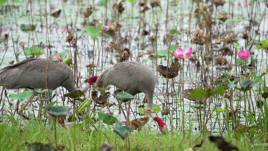 Eastern Sarus Crane and baby (Grus antigone sharpii)conservation birds in Thailand  looking for food.