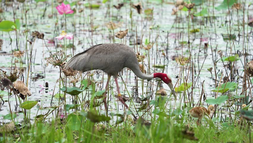 Eastern Sarus Crane and baby (Grus antigone sharpii)conservation birds in Thailand  looking for food.