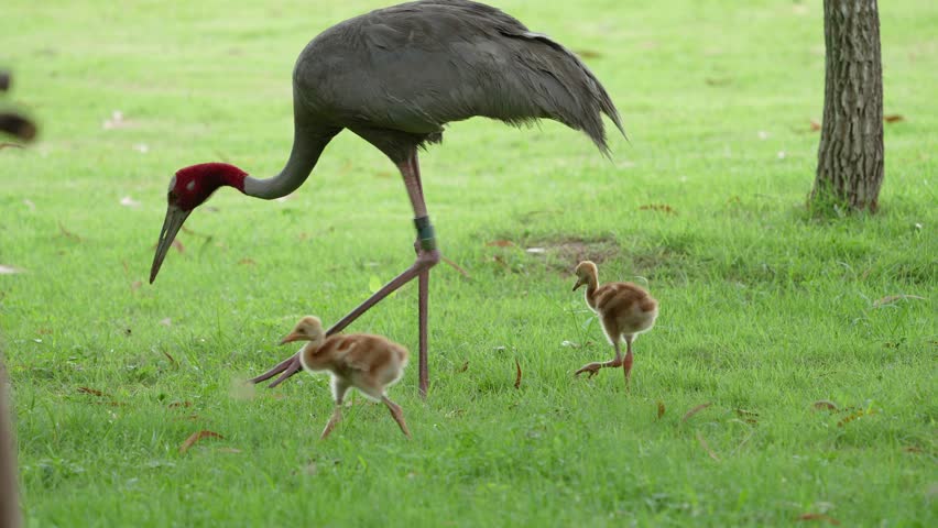 Eastern Sarus Crane and baby (Grus antigone sharpii)conservation birds in Thailand  looking for food.