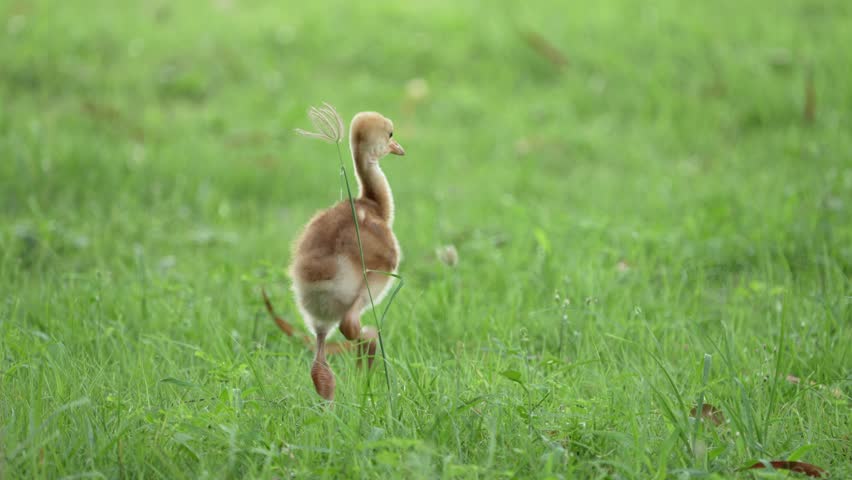 Eastern Sarus Crane and baby (Grus antigone sharpii)conservation birds in Thailand  looking for food.