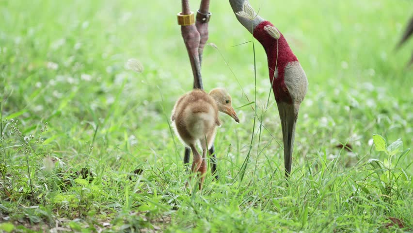Eastern Sarus Crane and baby (Grus antigone sharpii)conservation birds in Thailand  looking for food.