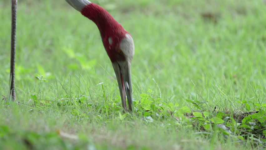Eastern Sarus Crane and baby (Grus antigone sharpii)conservation birds in Thailand  looking for food.