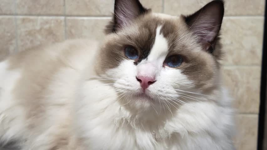 Cute Ragdoll cat with blue eyes.