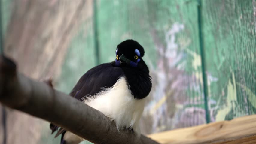 Close-up of a plush-crested jay bird sitting on a tree branch, attentively scanning its environment. The background features a green-painted wooden wall.