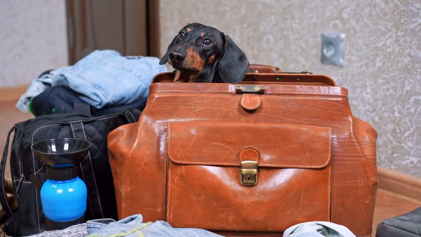 Dachshund dog hiding in leather bag, luggage on floor, getting ready for family trip, trip, worried Packing suitcases for vacation, traveling with pet, chip, veterinary passport Long-awaited vacation