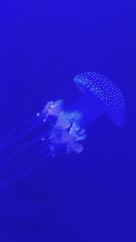 beautiful jellyfish swimming in a tank at the Georgia Aquarium in Atlanta Georgia USA