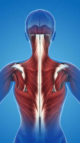 Pain and damage in the Trapezius muscles