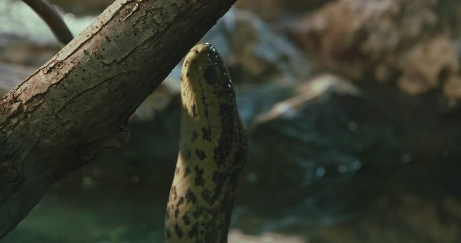 Green anaconda in natural habitat, close-up of its head in the wild.