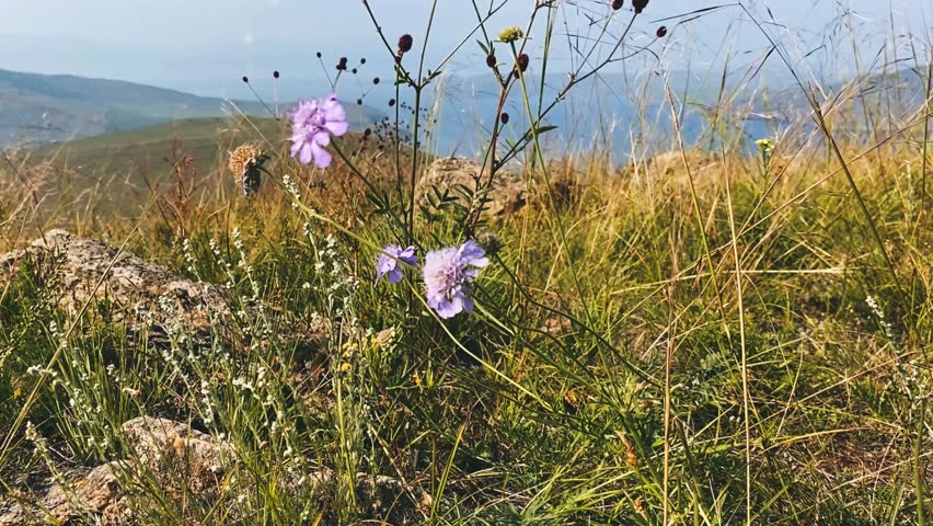 Purple flower in a field on the shore of Lake Baikal