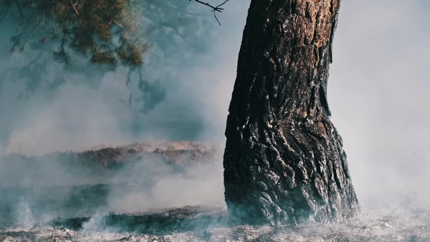 Forest fire, Close-up slow-motion footage of a charred pine tree trunk still smoldering after a forest fire, with smoke rising from the ashes, portraying the devastating aftermath of wildfires.