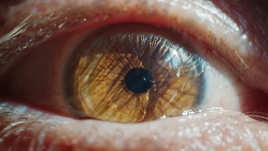 Shutterstock Video