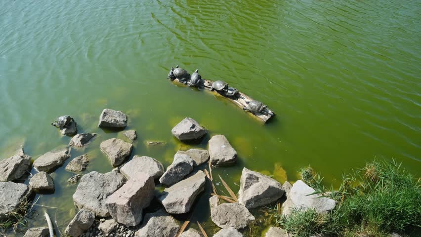 A group of turtles sunbathing in the sun while sitting on a log in a pond.