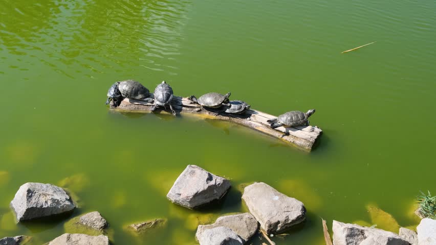 A group of turtles sunbathing in the sun while sitting on a log in a pond.