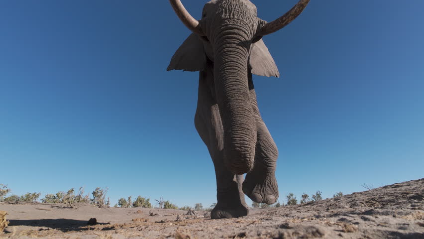 Slow motion. Spectacular close-up low angle underneath view of an Elephant walking over a camera