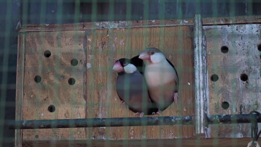 Two birds sit together in a birdhouse inside the cage, looking in the same direction.