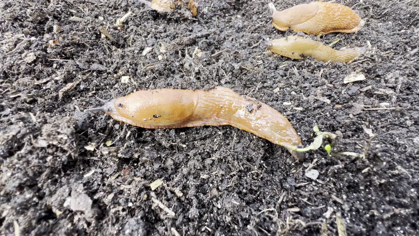 Red slugs or other slugs are uninvited guests in the garden.