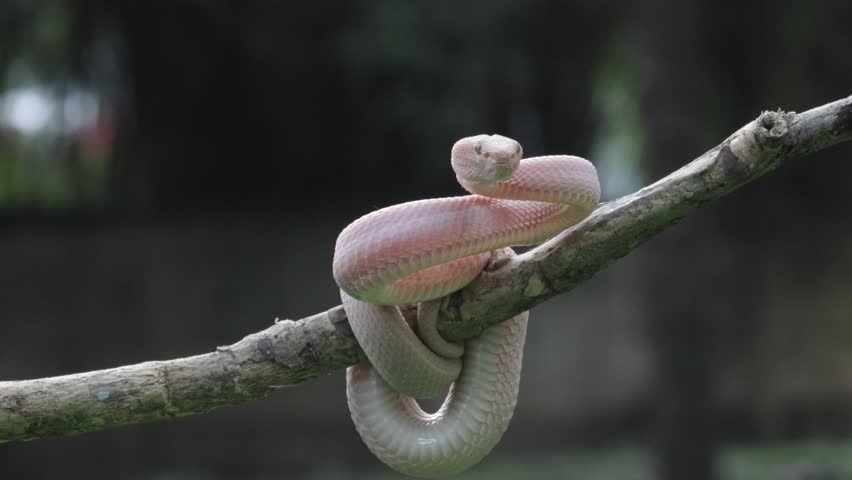 Trimeresurus purpureomaculatus on branch, Mangrove pit viper with defensive position on branch 