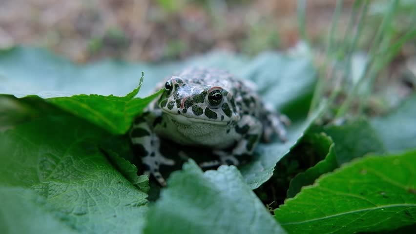 The toad is breathing on green leaf