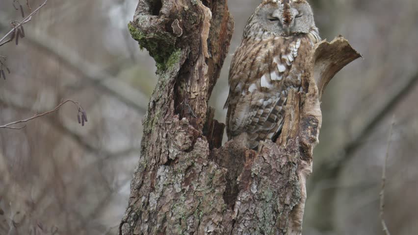 Tawny Owl Sleeping in a Tree, Nordic Owl scene, Close Up